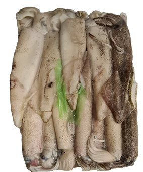 CALAMARI C3 SPORCHI 15-18 CM PATAGONIA GLASSATURA 5% BLOCCO DA KG.5 - 