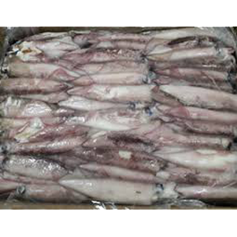 CALAMARI PATAGONIA C4L 12-15 (5 KG) GL.0% - 