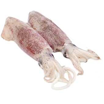CALAMARI 100/300 ATLANTICO FAO27 (KG.5 P.NETTO) - 