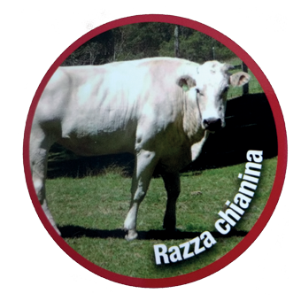 HAMBURGER CRUDI RAZZA CHIANINAGR.230 (PZ.15) KG.3,45 - 