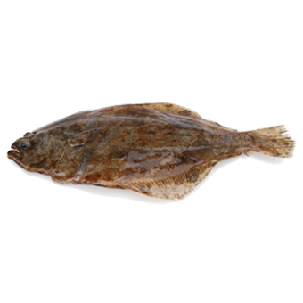 PASSERA DEL PACIFICO FILETTI  S/P GLASS.25% - 