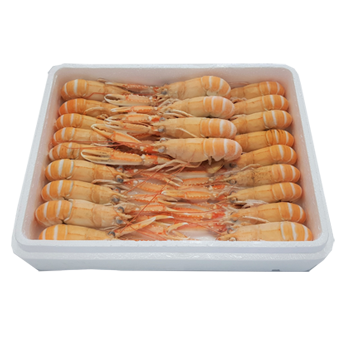 SCAMPI 8/12 GR.700 P.N. - 