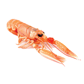 SCAMPI 4/8 GR.700 P.N - 