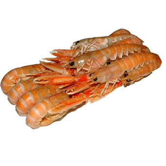 SCAMPI 17/20 GR.750 PESO NETTO - 