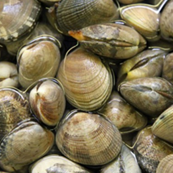 VONGOLE DI GORO (BASSO ADRIATICO) KG.1 - 