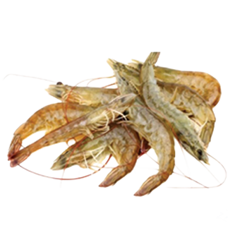 MAZZANCOLLA INTERA 40/50 IQF GR.800 - 