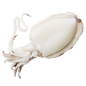 SEPPIE MAROCCO FAO34 1500/2000IQF P.NETTO (7KGmin) - 